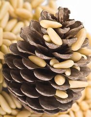 Pine Nut Kernels (Chilgoza Without Shell) | Premium Himalayan Crop Class 1 Grade